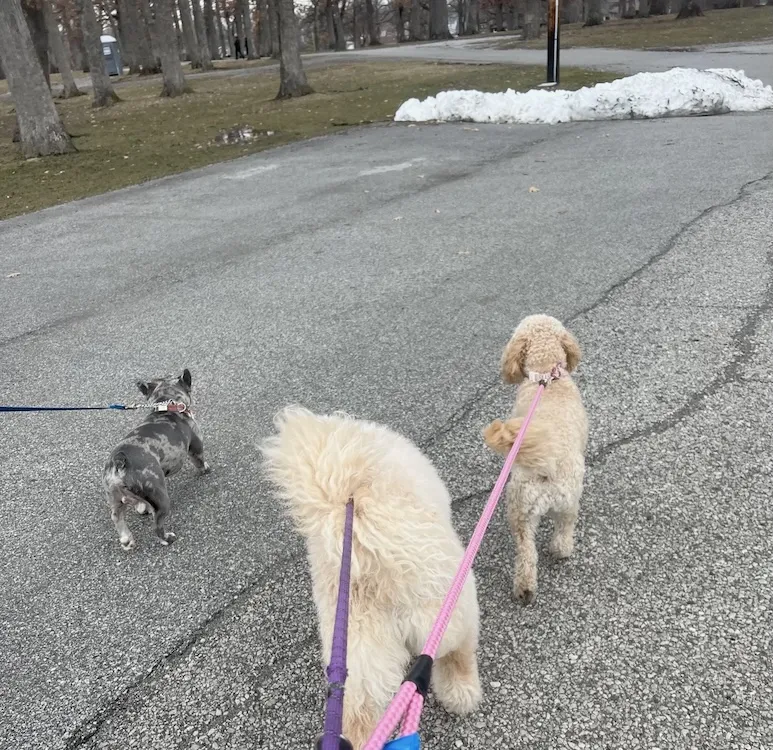 3 dogs walking on a leash at the fair grounds