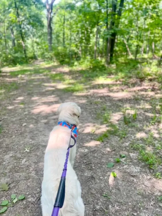 Mav at Lemon Lake walking at Lemon Lake Trail