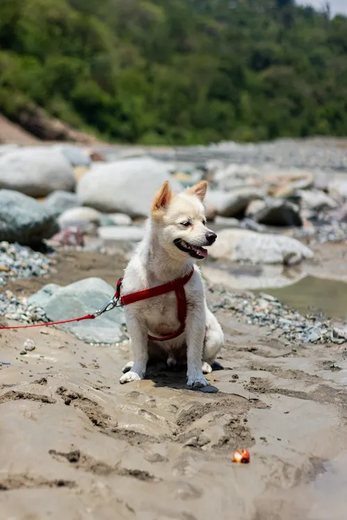 Small dog on beach in red harness