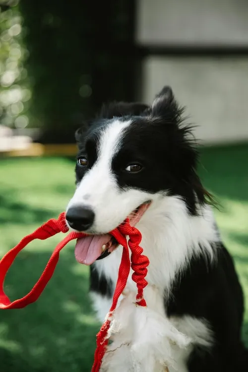 Black and white dog with red leash in mouth