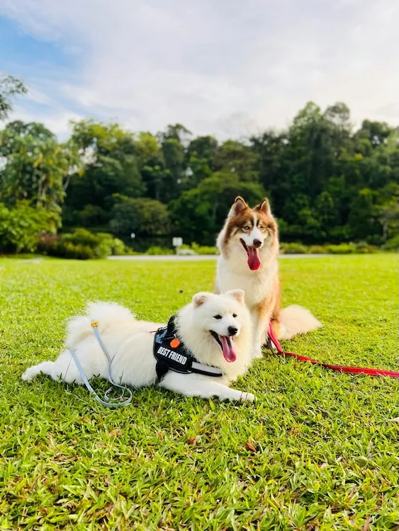 2 fluffy dogs in a field of grass with trees behind them