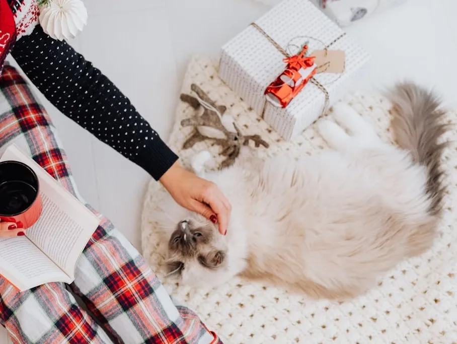 Cat getting pet with christmas decor around it