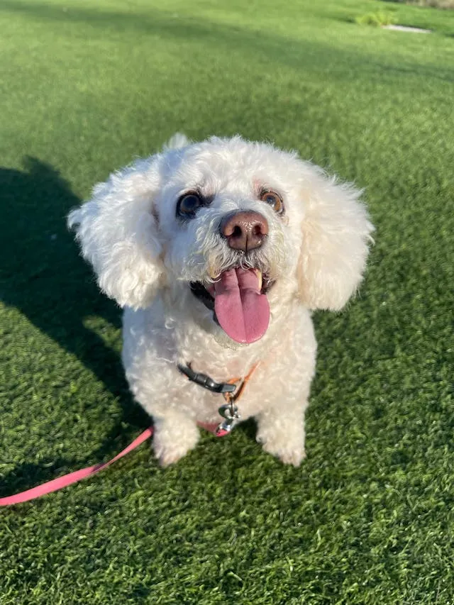 White dog with pink leash