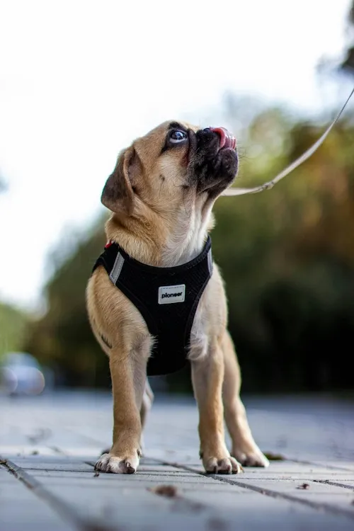 Walking pug in black harness looking up