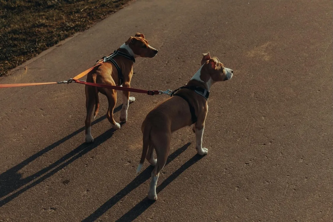 2 Dogs on leashes walking in sun set or sun rise