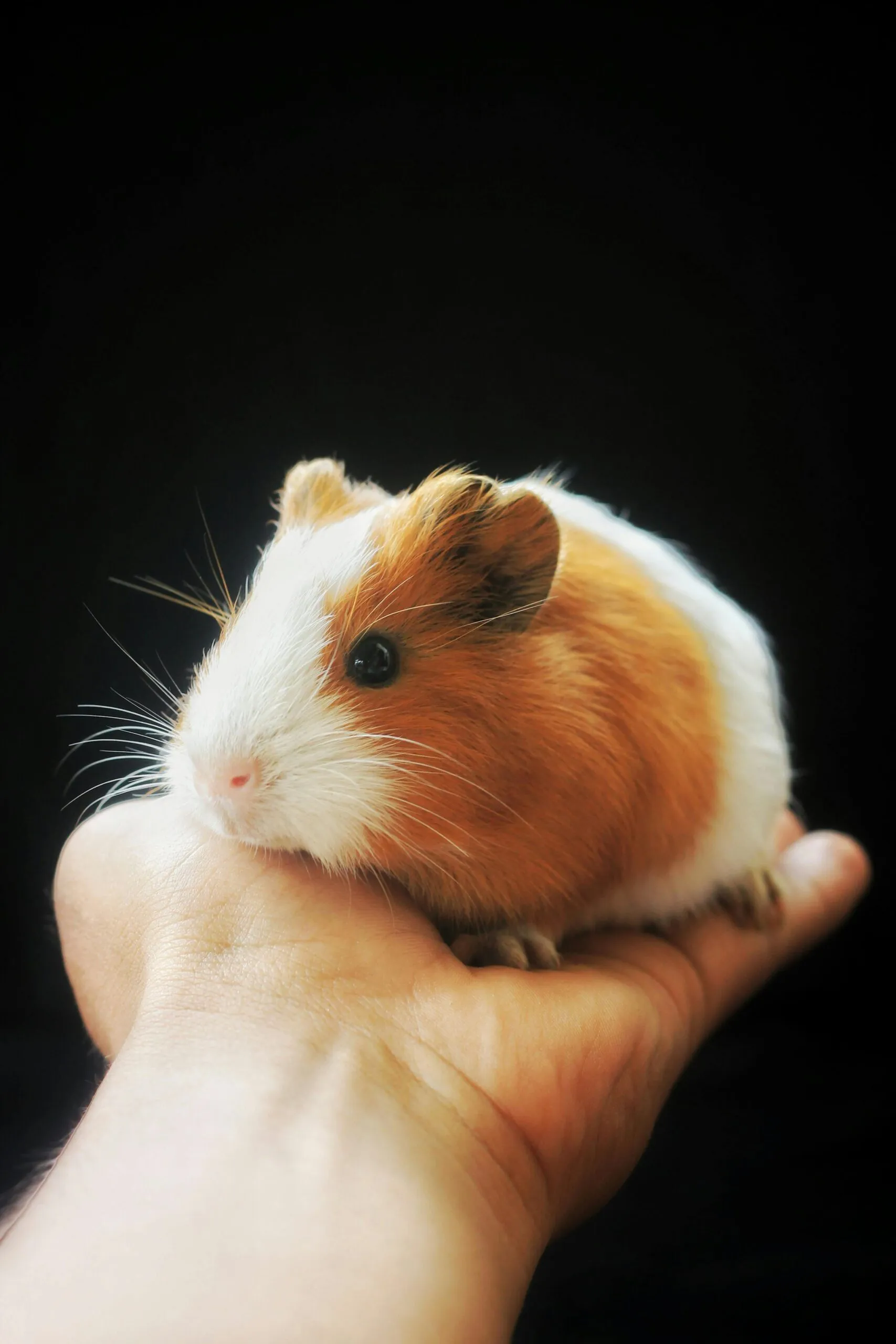 Guinea pig in hand