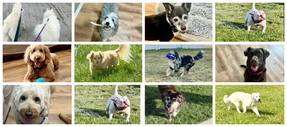 Banner of white dogs on leash. Gray dog with bone. Old black dog with bed. White dog in spprinkler. Doodle with ball. Mix dog in grass. Doodle playing frisbe. Brown dog looking at camera. Old brown dog in sun light. White dog with stick.