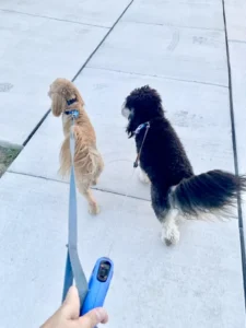 2 dogs walking