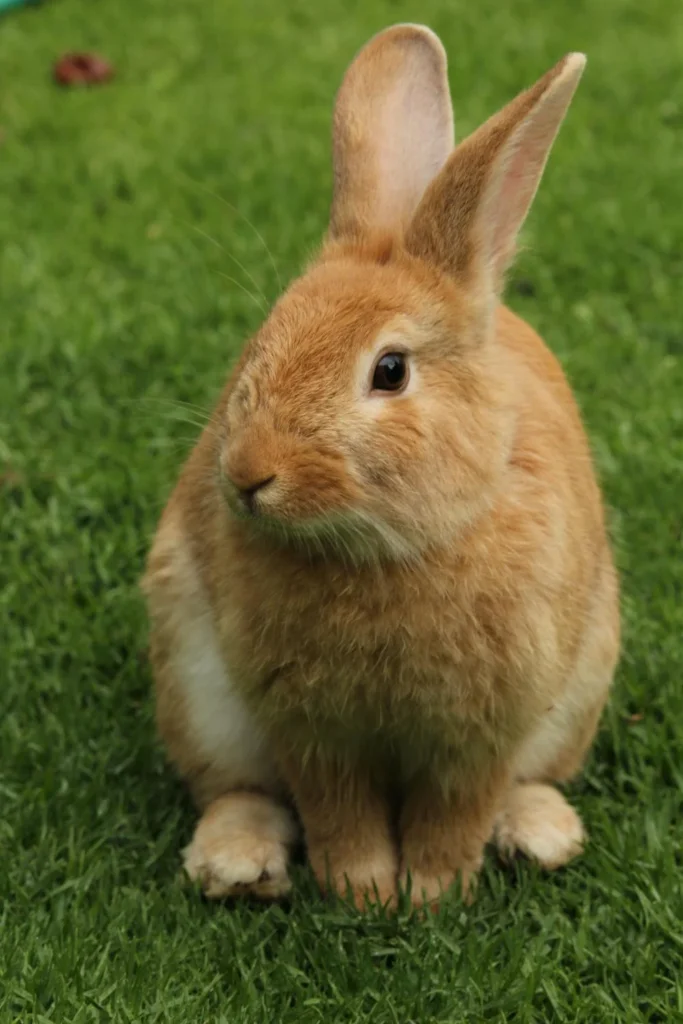 Bunny on grass