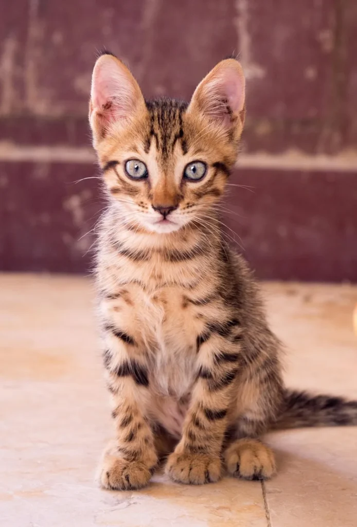 Intense Kitten looking at camera