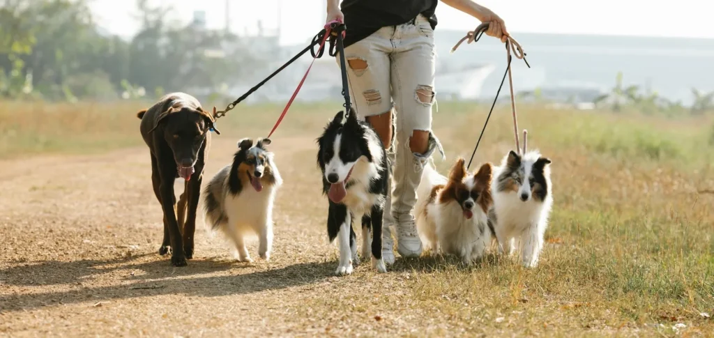 Dog walking pack Pack of 5 dogs walking on a trail with dog walker