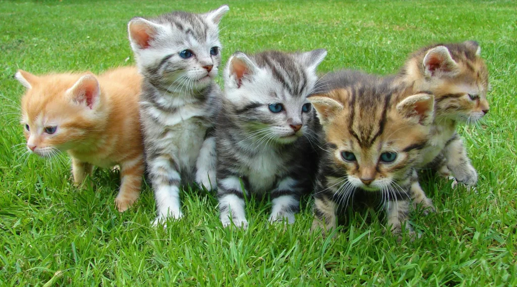 5 kittens 5 tabby kittens in field of grass